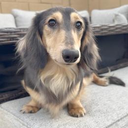 Royez - Dachshund