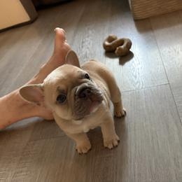 French Bulldog Puppies from Foster Lake Frenchies