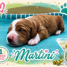 Martini - Red  female Goldendoodle puppy in Hendersonville, North Carolina from Kim's Cove