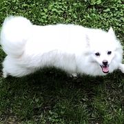 Chloe - American Eskimo Dog