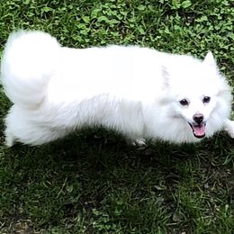 Chloe - American Eskimo Dog