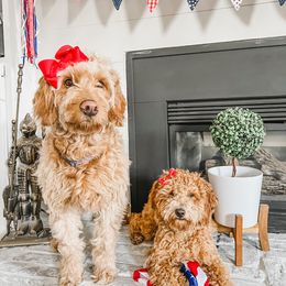 Goldendoodle Puppies from Doodle Love ❤️