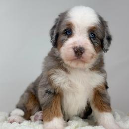 Lyric - Blue merle female Bernedoodle puppy in Fleming, Colorado from Vandenbark Doodles