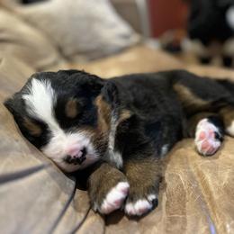 Bernese Mountain Dog Puppies from Bluffside Berners