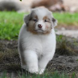 Golden - Red merle female Australian Shepherd puppy in Easton, Missouri from MMA Kennel