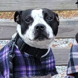 Staffordshire Bull Terriers from GoltStaff