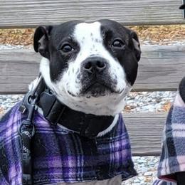Staffordshire Bull Terriers from GoltStaff