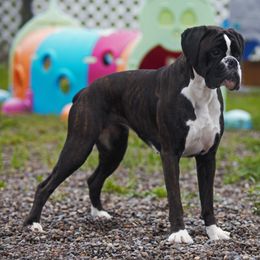 Hallie - Boxer