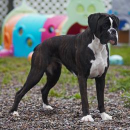 Hallie - Boxer