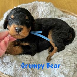 Grumpy Bear- Blue Collar - Phantom male Goldendoodle puppy in Bay City, Texas from Charming Doods Goldendoodles