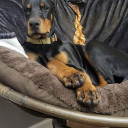 Cavalier King Charles Spaniel and Doberman Pinscher Puppies from HillStone Kennels