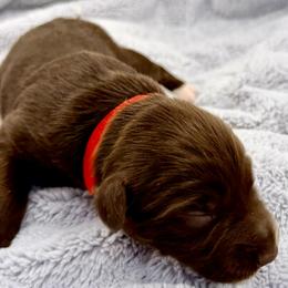 Reba - Red tri-color female Australian Shepherd puppy in Az, Yuma, Arizona from The Southern Dog