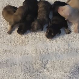 Dachshund Puppies from Rosie Posie Doxies