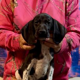 Piglet - Black and white male German Shorthaired Pointer puppy in Aitkin, Minnesota from Whispering’s GunDogs