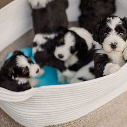 Bernedoodle Puppies from Cookie's Cuties