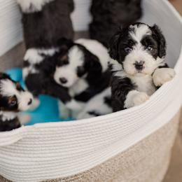 Bernedoodle Puppies from Cookie's Cuties