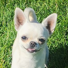 Gangster - Chihuahua