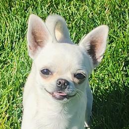 Gangster - Chihuahua