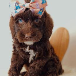 Indy - Chocolate female Australian Labradoodle puppy in Arden, North Carolina from Kismet Labradoodles