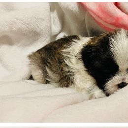 Shichon and Shih Tzu Puppies from Angie’s Teddy Bear Puppies Minnesota