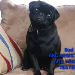 Mac - Pug
