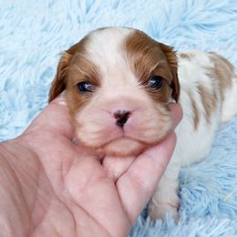 Cavalier King Charles Spaniel Puppies from Capall Cavaliers