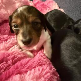 Brittany - Piebald female Dachshund puppy in Milo, Missouri from Gillian’s Darling’ Doxies