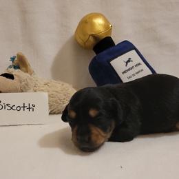 Biscotti (chiweenie) - Black and tan male Dachshund puppy in Pinson, Alabama from Sweet Honey Bunn Hounds