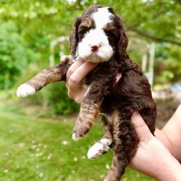 Wyatt - Tri-color male Bernedoodle puppy in Ammon, Idaho from Little Stone Bernedoodles