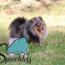 Phoebe - Pomeranian