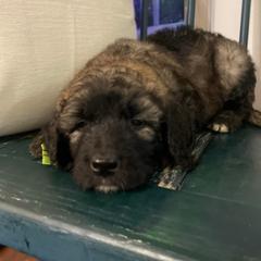 Saint Berdoodle Puppies from Brewer's Doodles