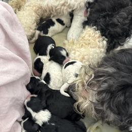 Sheepadoodle puppies from Sunflower Family Farms