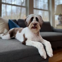 Callie - Australian Labradoodle