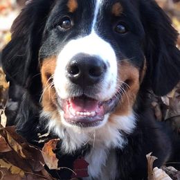 Bernedoodles and Bernese Mountain Dogs from Berns & Doodles