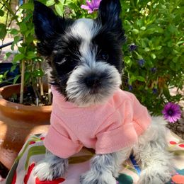 Baby Cruz - Parti male Yorkshire Terrier puppy in Yuma, Arizona from Yuma Yorkie