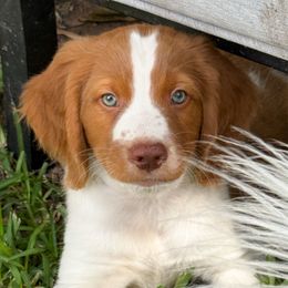 Zane - Orange and white male Brittany puppy in Katy, Texas from Katy Cavaliers & Barefoot Days Brittanys