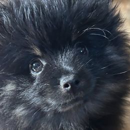 Pomeranians from Geovibes Pomeranians