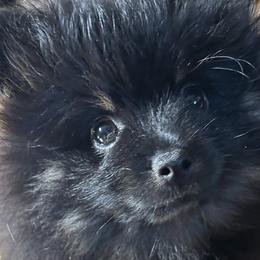 Pomeranians from Geovibes Pomeranians