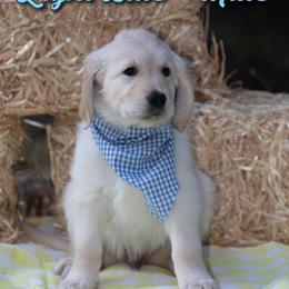 Golden Retriever Puppies from Valley County Goldens