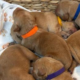 Orange - Golden male Golden Retriever puppy in Bonanza, Oregon from Gold 'N Dust Ranch