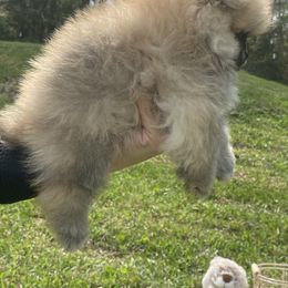 Boy1 - Wolf sable Pomeranian puppy in Jacksonville, North Carolina from Bourlet Poms