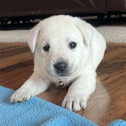 Brown Collar - Yellow male Labrador Retriever puppy in Mansfield, Missouri from Leadhill Labs