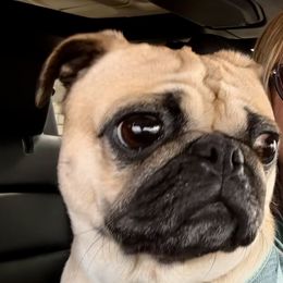 Pugs from Sunny Pugs