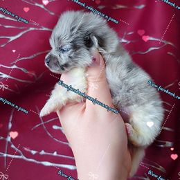 Boy 1 - Blue merle male Pomeranian puppy in Albany, Oregon from Purrs N Poms