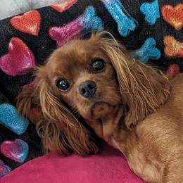Ruby - Cavalier King Charles Spaniel
