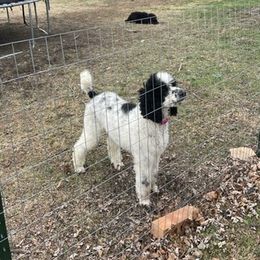 Goldendoodles and Poodles from Boonville Country Doodles