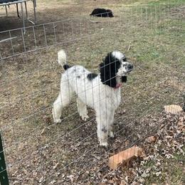 Goldendoodles and Poodles from Boonville Country Doodles
