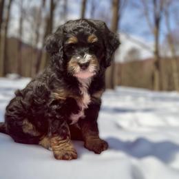 Rudolph - Tri-color male Bernedoodle puppy in Pueblo, Colorado from Doodles of the Rockies