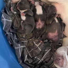 2 - Black and white male French Bulldog puppy in North Branch, Minnesota from Halverson Bulldogges