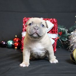 Purple Collar - Blue fawn female American Bully puppy in Easton, Maryland from Night Court Bullies